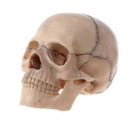 Lot de 15 crânes démontés 4D - Modèle anatomique détachable - Enseignement médical - Modèle d'avion