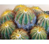 Lot De 150 Graines À Semer - Le Grenier D'abondance - Trio De Graines De Cactus - 3 Saches Individuels