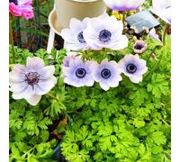Lot de 150 plantes d'anémones résistantes à l'hiver - Anémone d'automne, cadeau de jardin, décoration de terrasse - Fleurs en pot - Fleurs pour planter des plantes d'intérieur - Magnifiques couleurs