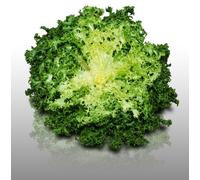 Lot De 1500 Graines À Semer - Le Grenier D'abondance - Fan De Chicorées Frisée - 6 Sachets Individuels