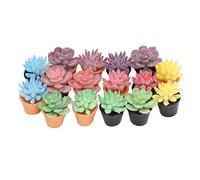 Lot de 16 Plantes en Pot en résine à l'échelle 1:12 pour Maison de poupée, Aspect réaliste, Couleurs Vives et Riches, Plantes Miniatures pour décoration de Maison de poupée,