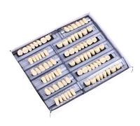 Lot de 168 faux dents en résine - Modèle d'affichage en forme de dent - Pour entraînement éducatif - Apprentissage odontologique des dents