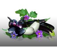 Lot De 170 Graines À Semer - Le Grenier D'abondance - Fan D'aubergines - 4 Variétés