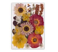 Lot de 19/20/21/22 fleurs séchées pressées pour résine naturelle et feuilles sèches pour loisirs créatifs, scrapbooking, fabrication de bijoux