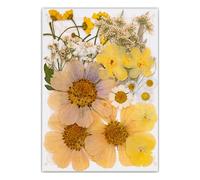 Lot de 19/20/21/22 fleurs séchées pressées pour résine naturelle et feuilles sèches pour loisirs créatifs, scrapbooking, fabrication de bijoux