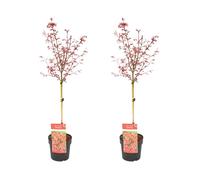 Bloomique - Lot de 2 - Acer Palmatum Shaina - Érable du Japon sur tronc - Plantes de jardin - Arbre - Rustique - Hauteur 80-100 cm - Pot 19 cm
