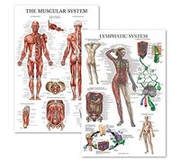 Lot de 2 affiches anatomiques du système musculaire + graphique du système lymphatique