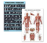 Lot de 2 affiches plastifiées pour exercices d'étirement et exercices musculaires - Lot de 2 tableaux laminés - Routine d'entraînement et schéma d'anatomie musculaire [foncé] (45,7 x 61 cm)