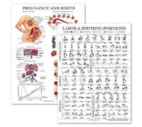 Lot de 2 affiches sur les positions de travail et d'accouchement + tableau d'anatomie de la grossesse - Éducation à l'accouchement pour Doula, sage-femme ou travailleuse de naissance - 45,7 x 61 cm -