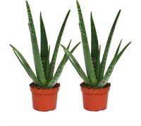 Lot de 2 - Aloe vera - ca. 2 ans - 10,5cm pot