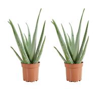 Lot de 2 - Aloe Vera - Plantes d'intérieur - Succulentes - H. 50-60 cm - P. 17cm