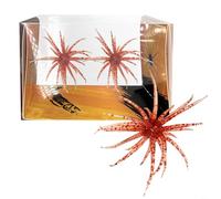 Lot de 2 appâts de pêche souples en forme d'oursin, 6 cm, 1,7 g, en TPR avec action naturelle de nage pour bar et mandarine, compatibles avec les têtes plombées, les bas de ligne Drop Shot, les étangs