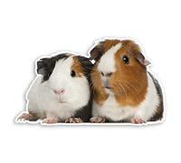 Lot de 2 autocollants en vinyle Motif cochons d'Inde 10 cm - Pour animaux domestiques et enfants - #34903