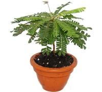Lot de 2 Biophytum sensitivum - Palmier des mers du Sud - Pot de 9cm en argile