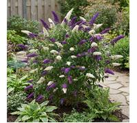Lot de 2 - Buddleja Davidii Duo Violet et Blanc - Arbre aux papillons - H. 30-40 cm - P. 17 cm