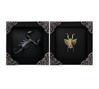 Lot de 2 cadres de lanternes vertes en forme d'insectes morts séchés - Boîte en bois - Encadré - Taxidermie - Spécimen de collection - Décoration de table - Décoration murale - Galerie de décoration