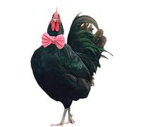 Lot de 2 Colliers Anti-Corbeau pour Coq - sans Bruit - pour coqs - Empêche Les Poules de Crier