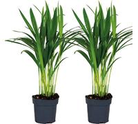 Lot de 2 - Dypsis Lutescens - Palmier doré - Plante d’intérieur - Facile d’entretien - ⌀12 cm - 20-25 cm
