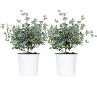 Lot de 2 - Eucalyptus gunnii - Gommier - Arbuste - Persistant - ⌀14 cm - 25-35 cm