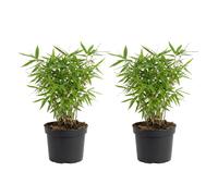 Lot de 2 - Fargesia Rufa - Plante bambou - Non envahissante - Rustique - Persistante - P. 14 cm