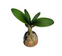 Lot de 2 feuilles d'orchidée phalaenopsis artificielles en polyuréthane pour une utilisation répétée sur différents schémas de décoration thématiques sans dégradation visuelle (petite taille 4