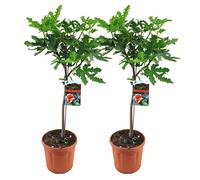 Lot de 2 - Ficus Carica ‘Brown Turkey’ - Figuier - Arbre fruitier - 80-100 cm de haut - Pot 21 cm