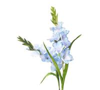 Lot de 2 fleurs de glaïeul artificielles à longue tige pour décoration de maison/mariage/bureau (bleu)