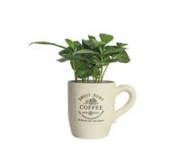 Lot de 2 grandes plantes à café Café arabica - 30 cm - Facile d'entretien - Pour faire pousser soi-même - Plante d'intérieur immergée, plantes en pot, café pour les amoureux Plante de café avec tasse.