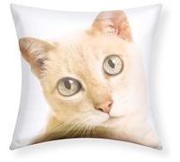 Lot de 2 Housses de Coussin 40x40 cm Motif Chat Avizar Blanc Blanc G