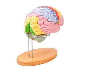 Lot de 2 modèles d'anatomie de la tête humaine élargie avec lobes détachables, structure cérébrale anatomique du tronc cérébral pour l'éducation et l'esprit dissectible