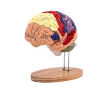 Lot de 2 modèles de cerveau humain élargi en 4 parties pour apprendre la psychologie et l'enseignement