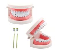Lot de 2 modèles dentaires avec 2 brosses à dents - Modèle dentaire pour enfants - Modèle dentaire - En PVC - Pour les cours dentaires ou les soins bucco-dentaires - Pour les cliniques dentaires