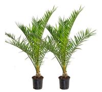 Lot de 2 Palmiers dattiers des Canaries Phoenix Canariensis - BLOOMIQUE - Rustique - D19 cm - H80-100 cm
