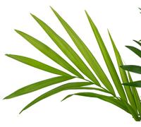 lot de 2 palmiers de montagne Chamaedorea - plante d'intérieur tropicale, facile d'entretien, hauteur 65 cm, pot Ø 17 cm