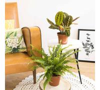 Lot de 2 plantes dépolluantes