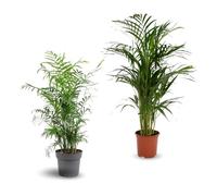 Lot de 2 plantes d'intérieur - chamaedorea - areca - palmier d'intérieur - Lot de 2-70-80 cm - ⌀ 17 cm - purificateur d'air