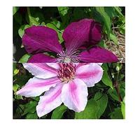 Lot de 2 plantes grimpantes Clematis Rouge Cardinal & Clematis Nelly Moser - Rose et rouge velours, pour plusieurs années et pour l'hiver - 2 pots de 1,5 l