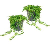 Lot de 2 pois Senecio herreanus sur ruban pot de 12cm