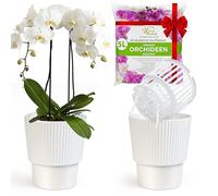 Lot de 2 pots auto-arrosants pour orchidées - blanc, Ø 16cm, pot d'orchidée 2.7L (pot intérieur 1.9L trous de vidange avec mèche) + support d'orchidée 5L pour tous types d'orchidées à usage intérieur