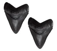 Lot de 2 répliques de dents de requin fossiles - Modèle de vie marine préhistorique de qualité musée - 8,5 x 6,5 x 2 cm - En PVC noir - Pour collection - Éducation scientifique