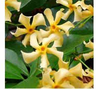 Lot de 2 - Trachelospermum jasminoides - Jasmin étoilé jaune - H. 50-70 cm - P. 15 cm
