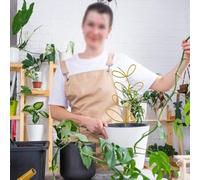 Lot de 2 treillis en métal pour plantes grimpantes - 14 x 31 cm - Support de jardin d'intérieur résistant à la rouille pour Monstera, Pothos et Hoya avec 20 sangles pour plantes (doré)