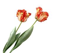 Lot de 2 tulipes artificielles de 68,1 cm, fausses fleurs artificielles pour perroquet, tulipes à longue tige pour décoration de maison, bureau (orange)