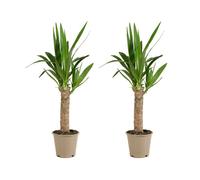 Lot de 2 - Yucca Elephantipes - Lis des palmiers - Plantes d'intérieur - P. 12cm - H. 35-45 cm