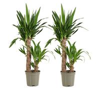 Lot de 2 - Yucca Elephantipes - Lis des palmiers - Plantes d'intérieur - P. 17cm - H. 70-80 cm