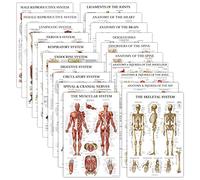 Lot de 20 affiches anatomiques laminées - Musculaire, squelettique, digestif, respiratoire, circulatoire, endocrine, lymphatique, homme et femme, nerveux, nerfs rachidiens, tableaux d'anatomie - 45,7
