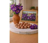 Lot de 20 Bulbes de Glaïeul - VIOLET MAUVE - Gladiolus - Lot de 20 bulbes calibre 8/10 - Floraison élégante et spectaculaire - Fleur Jardin - 497