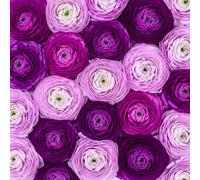 Lot de 20 bulbes de renoncule violets à planter - 20 grands bulbes sains - Fleurs violettes riches ressemblant à des roses - Facile à cultiver, fleurs durables pour jardins, conteneurs et arrangements