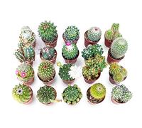 Lot de 20 cactus véritables avec épines en pot de 5,5 cm, mini plantes succulentes pour intérieur et extérieur - Plantes succulentes idéales pour bureau, maison et bureau - Les plants varient en