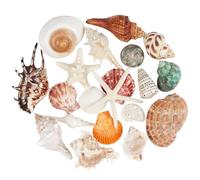 Lot de 20 coquillages grands mélangés conques et étoiles de mer colorées naturelles jusqu'à 16,5 cm, idéaux pour les fêtes sur le thème de la plage, la décoration intérieure et les loisirs créatifs